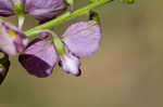 Showy milkwort